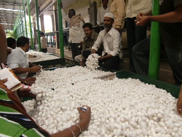 ラマナガラム繭市場での二化性繭取引の様子