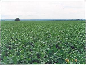 日伯セラード農業開発協力